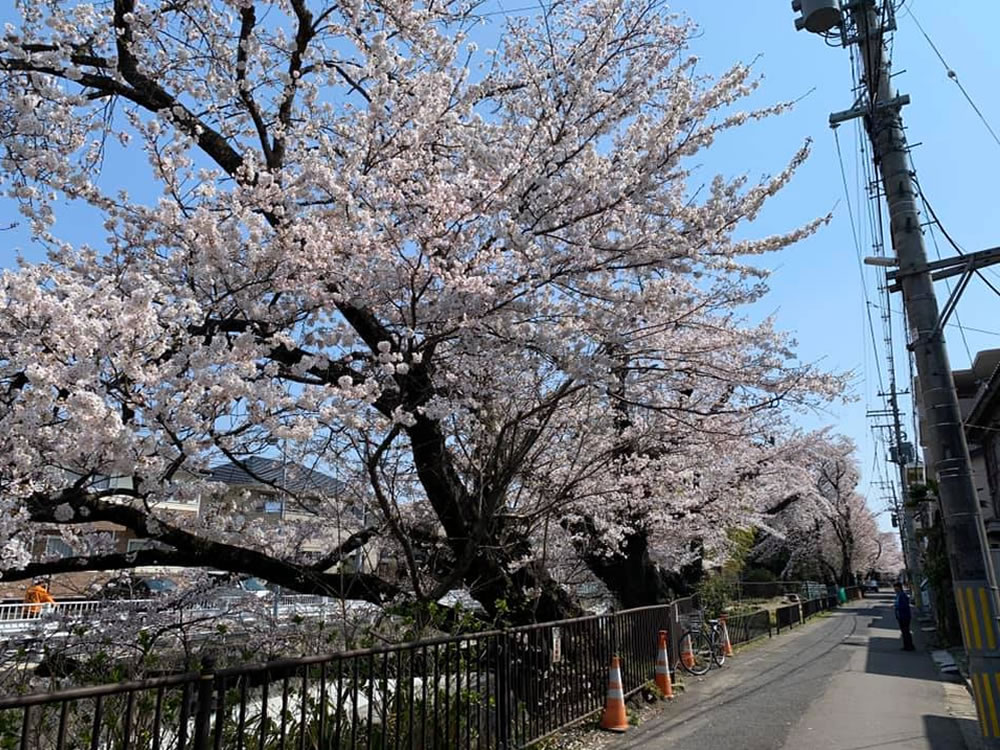 仙台市若林区　文化町　さくら通り　桜並木
