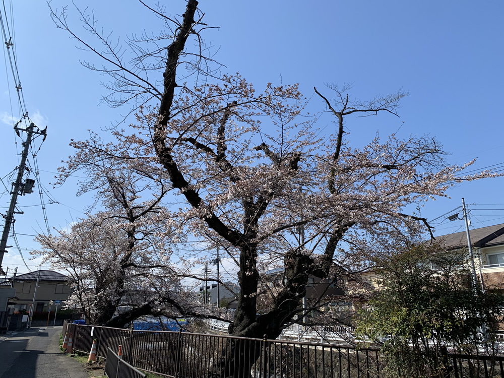 【仙台市若林区】【2023年】文化町 さくら通り 桜並木