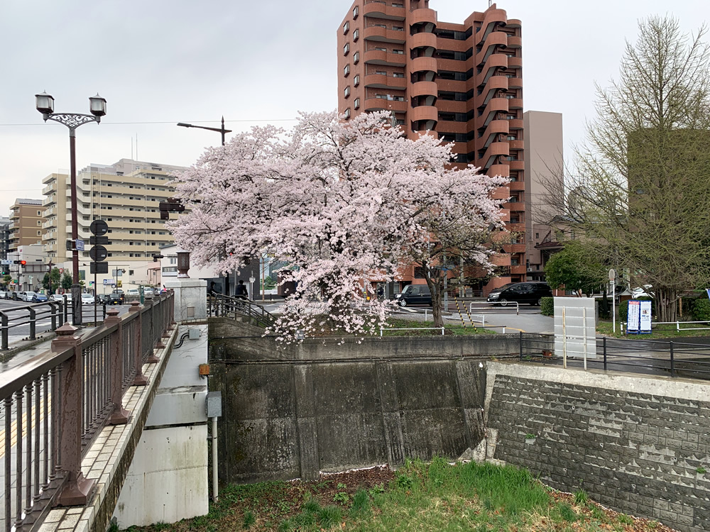 【杜の都・仙台】【2021年】広瀬橋 1本の桜 - 隠れた名所